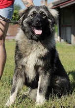TOBI, Hund, Herdenschutzhund in Slowakische Republik - Bild 6