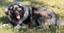 TOBI, Hund, Herdenschutzhund in Slowakische Republik - Bild 7