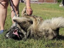 TOBI, Hund, Herdenschutzhund in Slowakische Republik - Bild 8