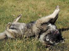 TOBI, Hund, Herdenschutzhund in Slowakische Republik - Bild 9