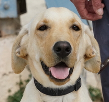WILSON, Hund, Labrador-Mix in Zypern - Bild 1