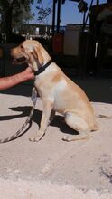 WILSON, Hund, Labrador-Mix in Zypern - Bild 12
