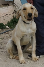 WILSON, Hund, Labrador-Mix in Zypern - Bild 2