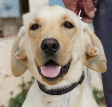 WILSON, Hund, Labrador-Mix in Zypern - Bild 3