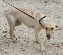 WILSON, Hund, Labrador-Mix in Zypern - Bild 4