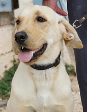 WILSON, Hund, Labrador-Mix in Zypern - Bild 5