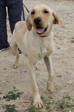 WILSON, Hund, Labrador-Mix in Zypern - Bild 6