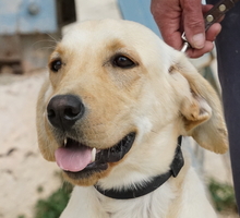 WILSON, Hund, Labrador-Mix in Zypern - Bild 7