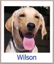 WILSON, Hund, Labrador-Mix in Zypern - Bild 8