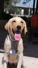 WILSON, Hund, Labrador-Mix in Zypern - Bild 9