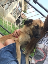 LUCY, Hund, Mischlingshund in Kroatien - Bild 1