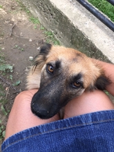 LUCY, Hund, Mischlingshund in Kroatien - Bild 3