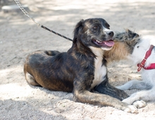 YULY, Hund, Mischlingshund in Spanien - Bild 2