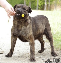 FINN, Hund, Mischlingshund in Slowakische Republik - Bild 1