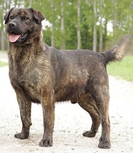 FINN, Hund, Mischlingshund in Slowakische Republik - Bild 2