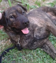 FINN, Hund, Mischlingshund in Slowakische Republik - Bild 3