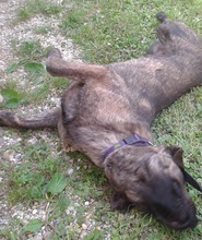 FINN, Hund, Mischlingshund in Slowakische Republik - Bild 4