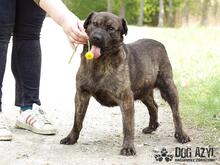 FINN, Hund, Mischlingshund in Slowakische Republik - Bild 5