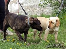 FINN, Hund, Mischlingshund in Slowakische Republik - Bild 7