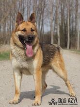 REX, Hund, Deutscher Schäferhund in Slowakische Republik - Bild 1