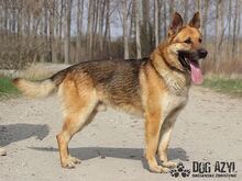 REX, Hund, Deutscher Schäferhund in Slowakische Republik - Bild 3