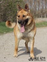 REX, Hund, Deutscher Schäferhund in Slowakische Republik - Bild 4