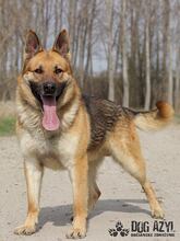 REX, Hund, Deutscher Schäferhund in Slowakische Republik - Bild 5