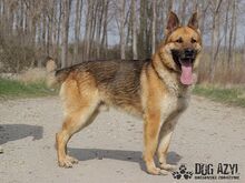 REX, Hund, Deutscher Schäferhund in Slowakische Republik - Bild 6