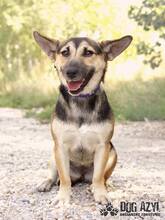 BUFFY, Hund, Mischlingshund in Slowakische Republik - Bild 1