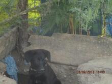 BAILEY, Hund, Mischlingshund in Idstein - Bild 5