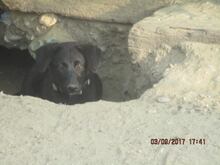 BAILEY, Hund, Mischlingshund in Idstein - Bild 9