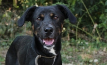 DEMON, Hund, Mischlingshund in Ungarn - Bild 1