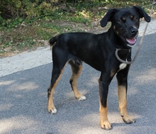 DEMON, Hund, Mischlingshund in Ungarn - Bild 2
