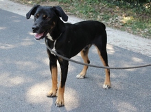 DEMON, Hund, Mischlingshund in Ungarn - Bild 3