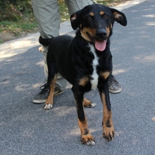HAJNIKA, Hund, Mischlingshund in Ungarn - Bild 1