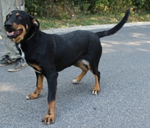 HAJNIKA, Hund, Mischlingshund in Ungarn - Bild 2