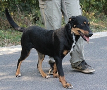 HAJNIKA, Hund, Mischlingshund in Ungarn - Bild 3