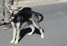 LUDAS, Hund, Mischlingshund in Ungarn - Bild 2