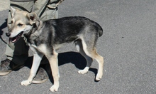 LUDAS, Hund, Mischlingshund in Ungarn - Bild 3
