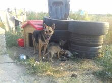 MANDY, Hund, Mischlingshund in Rumänien - Bild 1