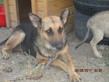 MANDY, Hund, Mischlingshund in Rumänien - Bild 10