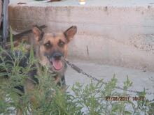 MANDY, Hund, Mischlingshund in Rumänien - Bild 11
