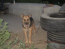 MANDY, Hund, Mischlingshund in Rumänien - Bild 13