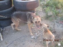 MANDY, Hund, Mischlingshund in Rumänien - Bild 14