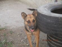 MANDY, Hund, Mischlingshund in Rumänien - Bild 16