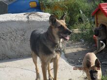 MANDY, Hund, Mischlingshund in Rumänien - Bild 2