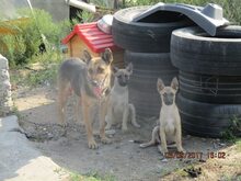 MANDY, Hund, Mischlingshund in Rumänien - Bild 4