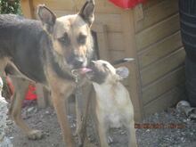 MANDY, Hund, Mischlingshund in Rumänien - Bild 6