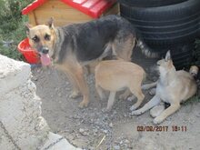 MANDY, Hund, Mischlingshund in Rumänien - Bild 7