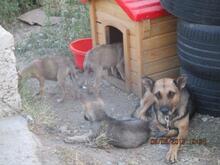 MANDY, Hund, Mischlingshund in Rumänien - Bild 8